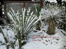 Yucca_baccata -29 gr C