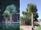 Yucca rostrata -20 gr C