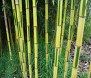 Phyllostachys aureosulcata Spectabilis