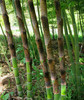 Phyllostachys decora -20 gr C