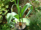 Crinum bulbispermum