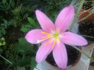 zephyranthes robusta