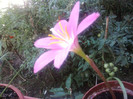 zephyranthes robusta