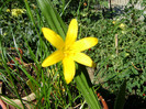 Zephyranthes flavissima