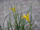 Zephyranthes flavissima