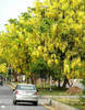 cassia fistula
