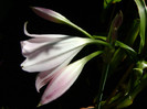 Crinum moorei