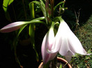 Crinum moorei