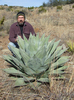 Agave_havardiana -18 gr C