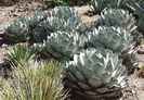 Agave_truncata -22 gr C