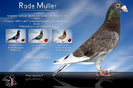 RODE%20MULLER%20800