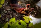 malabar-giant-squirrel_29357_600x450