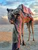 man-and-camel_29350_600x450
