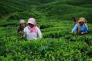 sungma-tea-estate-darjeeling_29377_600x450