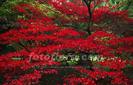 acer_palmatum