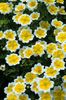 Limnanthes douglasii