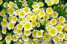 Limnanthes douglasii-
