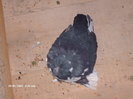 Picture 003
