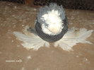 Picture 010