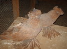 Picture 024