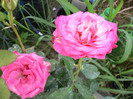 Tr.roz cu dos alb (2)