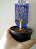 muscari
