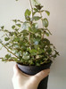 menta verde pt ernie