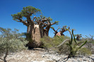 Adansonia gibbosa