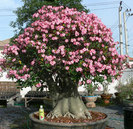 Adenium arabicum