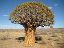 Aloe dichotoma