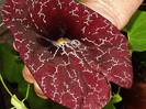 Aristolochia elegans