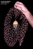 Aristolochia gigantea