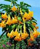 brugmansia_Aurea