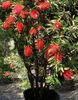 Callistemon speciosus