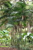 Chamaedorea_costaricana