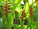heliconia caribaea