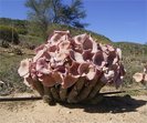 -hoodia-gordonii
