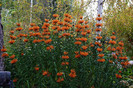 Leonotis leonorus