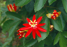 Passiflora_coccinea