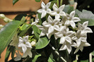 Stephanotis floribunda