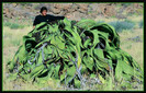 Welwitschia mirabilis
