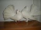 DSCN4745