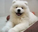 samoyed