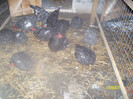 gaini de carne crescute eco 20 ron  buc