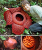 -rafflesia-arnoldii