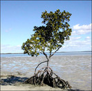 mangrove-pomul plimbator