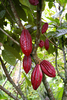 theobroma cacao-