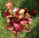 sarracenia-purpurea Carnivora