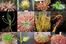 Mix Drosera Carnivore pachet special