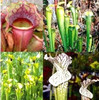 Mix sarracenia Carnivore pachet special